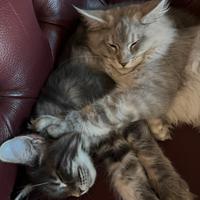 Gatti Mainecoon con pedigree