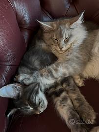 Gatti Mainecoon con pedigree