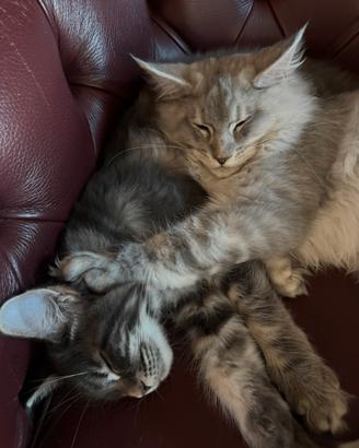 Gatti Mainecoon con pedigree