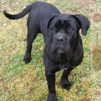 Cane corso