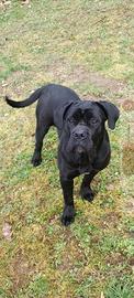 Cane corso
