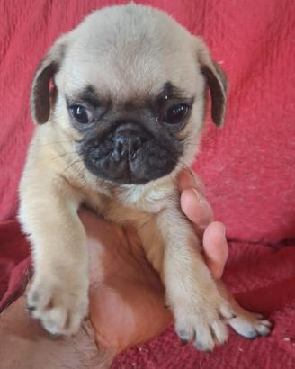 Cucciolo di carlino