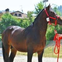 Pueldro Stallone Ventasso