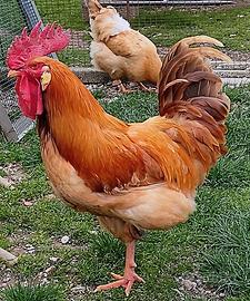 Gallo di Bionda Piemontese