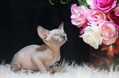 Cucciolo Sphynx maschio Blu mink - Milano