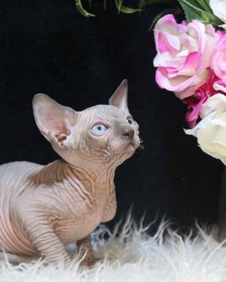 Cucciolo Sphynx maschio Blu mink - Milano