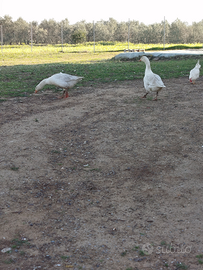 Oche del Campidoglio