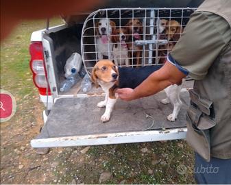 Beagle cuccioloni