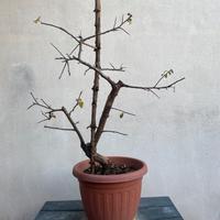 Prunus prebonsai