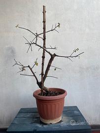 Prunus prebonsai