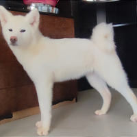 Cuccioli Akita Inu con Pedigree selezione qualità