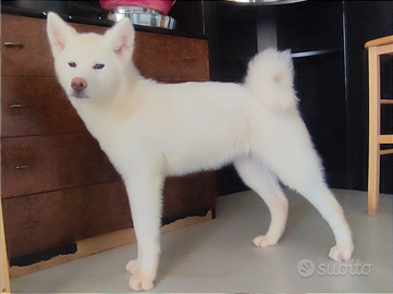Cuccioli Akita Inu con Pedigree selezione qualità