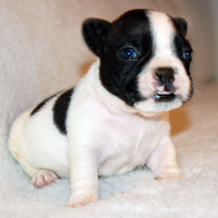 Bulldog francese bianco e nero