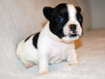 Bulldog francese bianco e nero