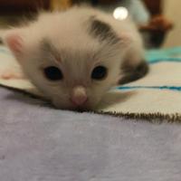 Gattini disponibili ad aprile