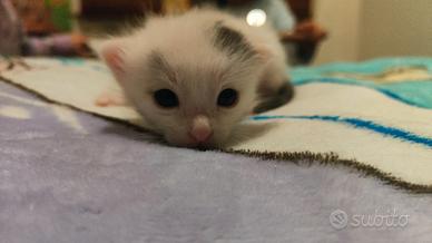 Gattini disponibili ad aprile
