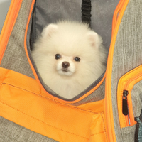 Spitz di Pomerania / Volpino tedesco nano