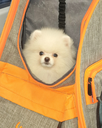 Spitz di Pomerania / Volpino tedesco nano