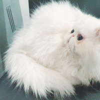 Persiano ipertipico bianco maschietto