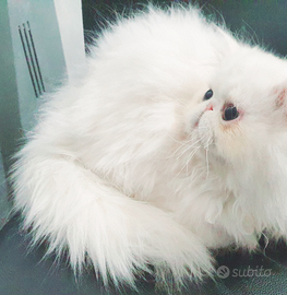 Persiano ipertipico bianco maschietto