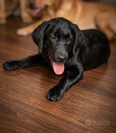 Labrador pedigree