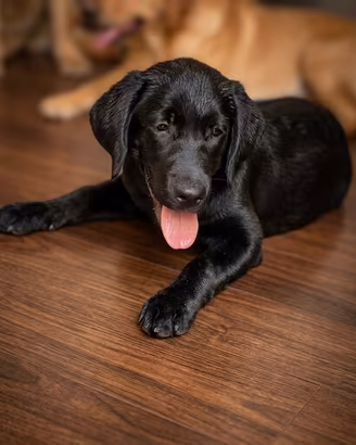 Labrador pedigree