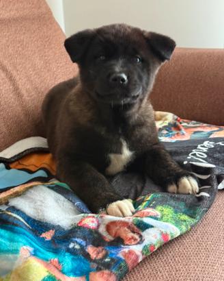 Cuccioli akita americano