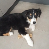 Pastore Australiano black tricolor