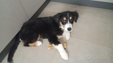 Pastore Australiano black tricolor