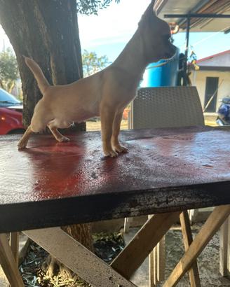 Chihuahua