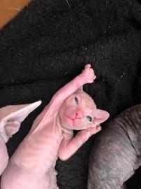 cuccioli Sphynx 