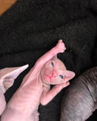 cuccioli Sphynx 