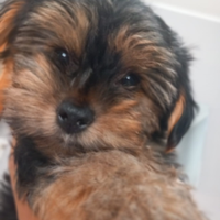 Cuccioli Yorkshire Terrier