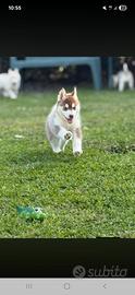 Cuccioli di Siberian Husky con pedigree