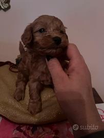 Cucciolo red barboncino toy