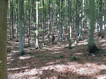 Bosco di castagno