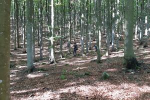 Bosco di castagno
