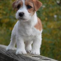 Jack Russell Terrier Cucciole