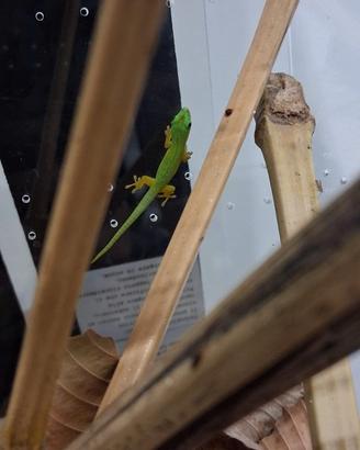 Phelsuma astriata semicarinata