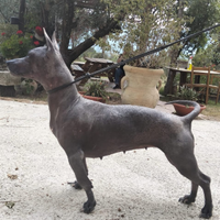 Cane messicano