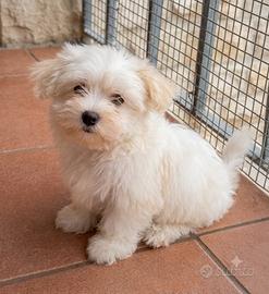 Maltese toy