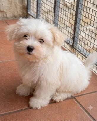 Maltese toy