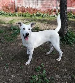 Pastore svizzero mix labrador in adozione