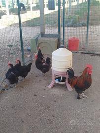 Galline marans e galli