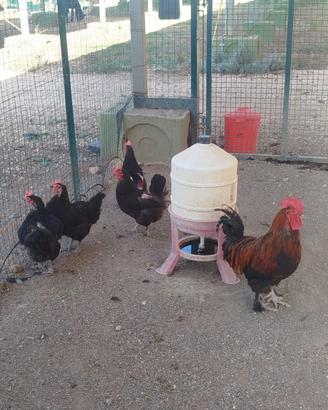 Galline marans e galli