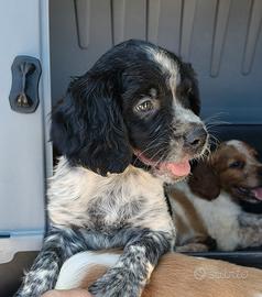 Cucciolo di BRETON - No Pedigree