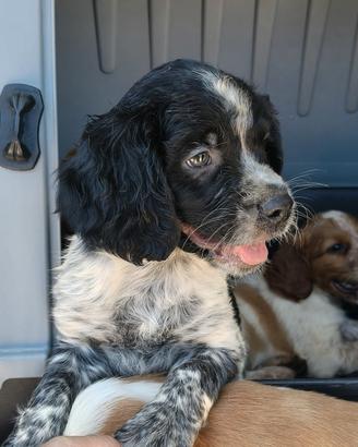 Cucciolo di BRETON - No Pedigree