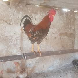 Gallo è galletti