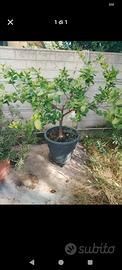  Pianta limone  in Vaso resina  60cm