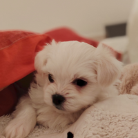 Maltese maschio cucciolo